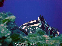 Nassau grouper peaking on a coral out crop on a wall dive... by Tony Green 